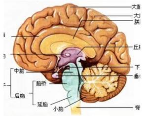 专升本考研有调剂吗吗