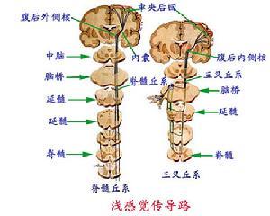 石家庄科技职业学院怎么样(石家庄考研需要本科吗)