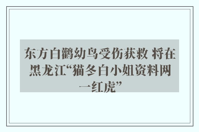 东方白鹳幼鸟受伤获救 将在黑龙江“猫冬白小姐资料网一红虎”